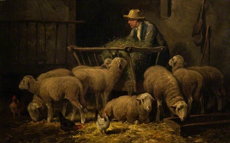 Feeding Sheep
