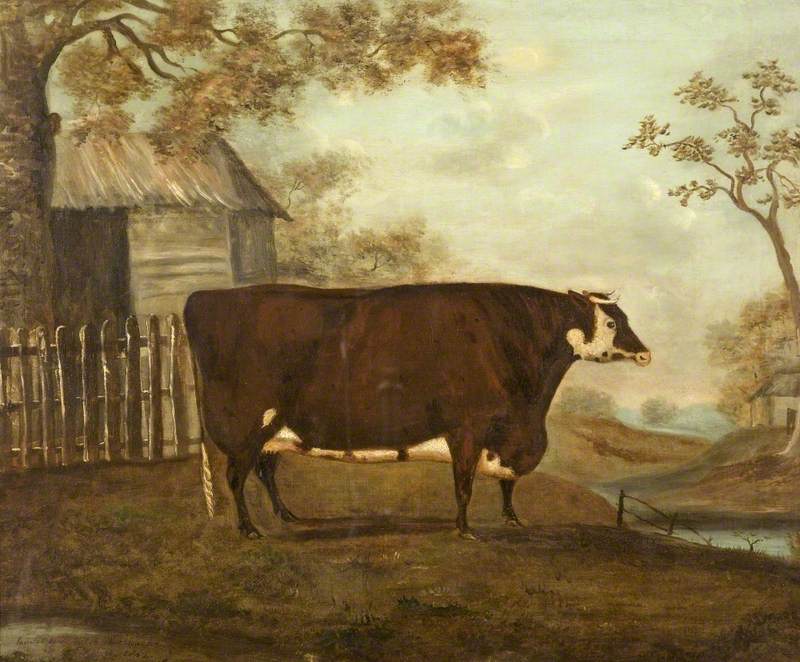 A Hereford Cow