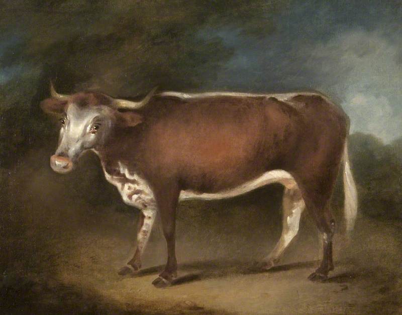 'Blossom', the Cow
