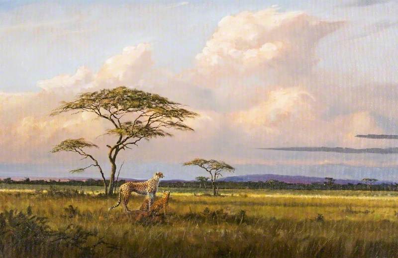 Acacia Trees, Zimbabwe