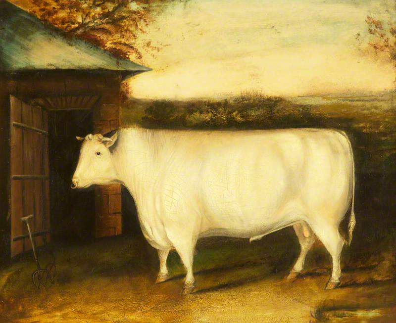 The Famous Early Bull: Property of Robert Collings of Barmpton, Darlington