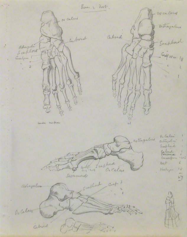 Skeletal Structures of Foot