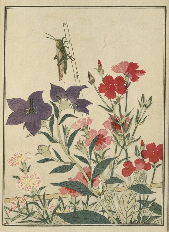Rice Locust with Pinks and Hibiscus