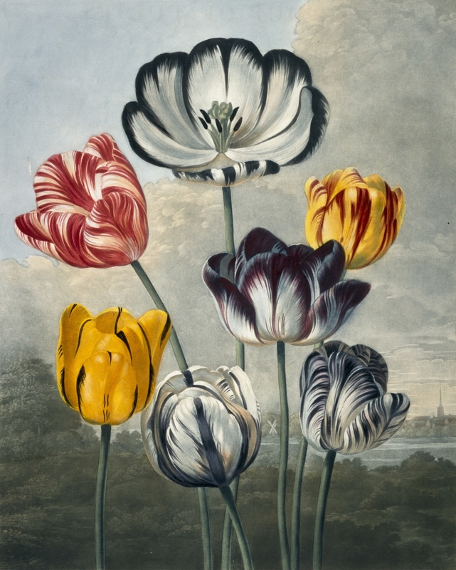 Temple of Flora – Tulips