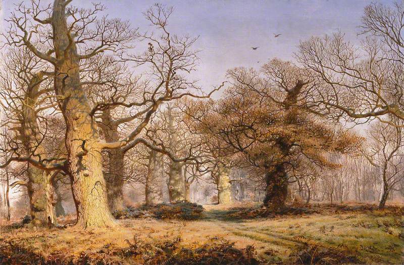 Oak Trees in Sherwood Forest