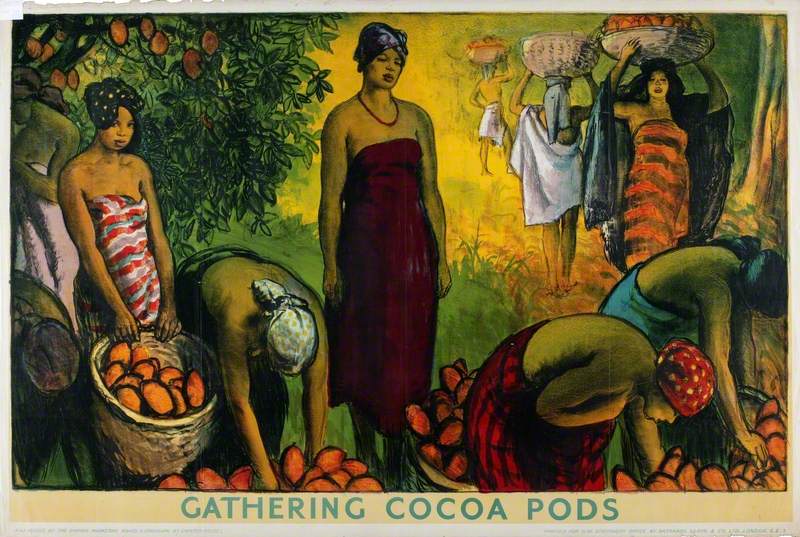 Gathering Cocoa Pods