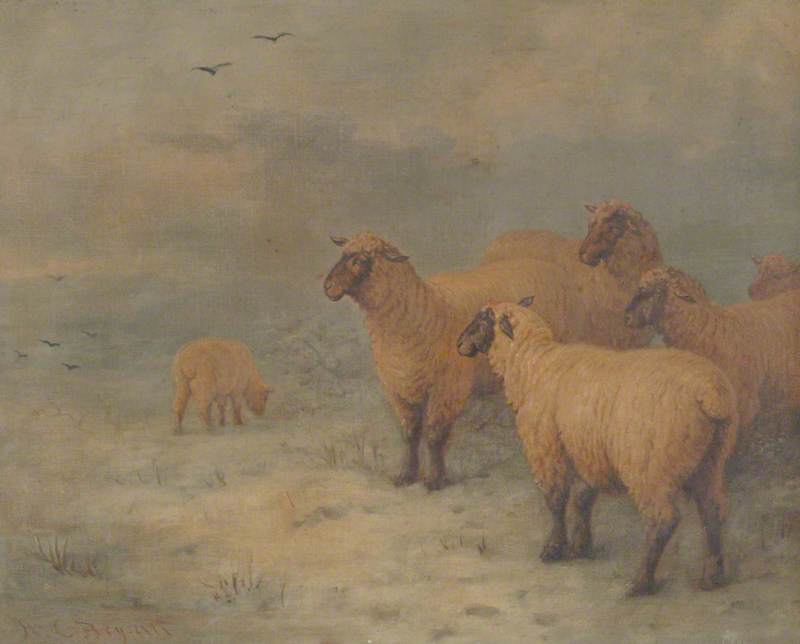 Sheep on Moorland
