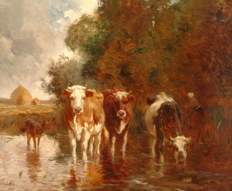 Cows in a Pool