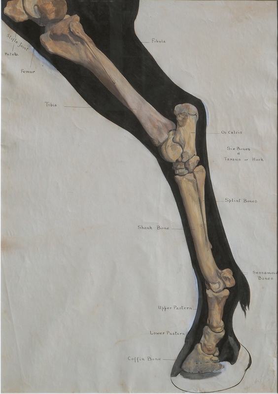 Anatomical Image of Lower Part of Horse's Hind Leg