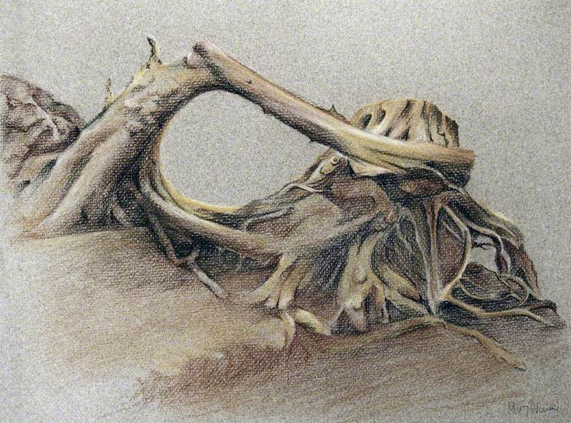 Study of a Tree Root