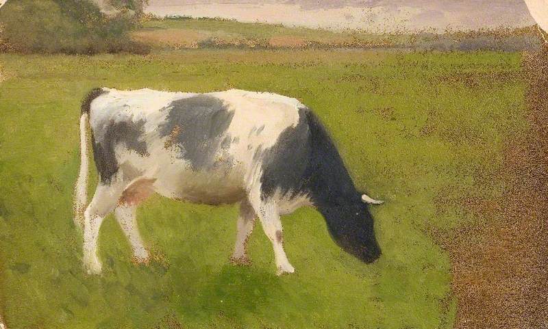 Study of a Cow