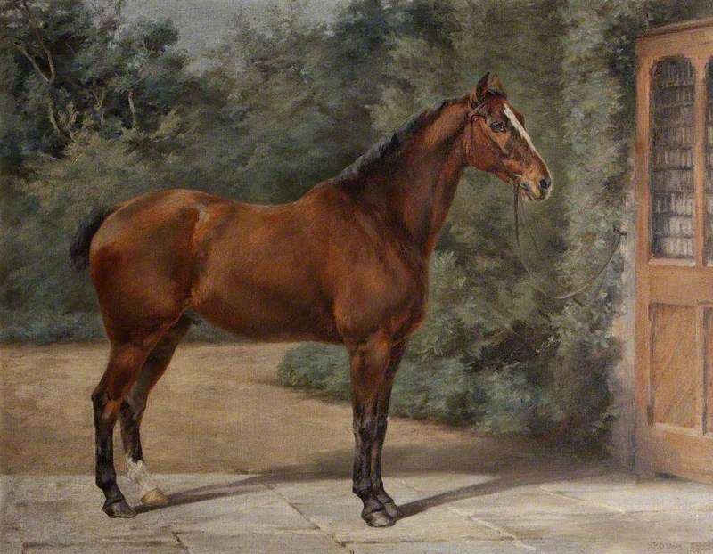 Bay Horse