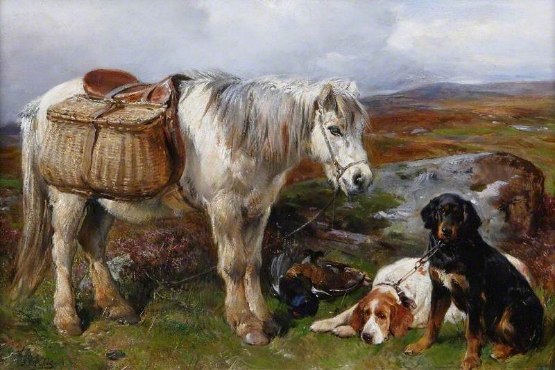 Highland Pony and Dogs