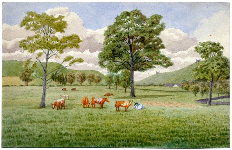 A View of Cows*