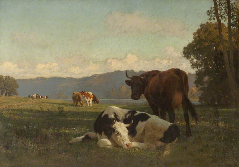 Cattle on Riverbank in Auvergne