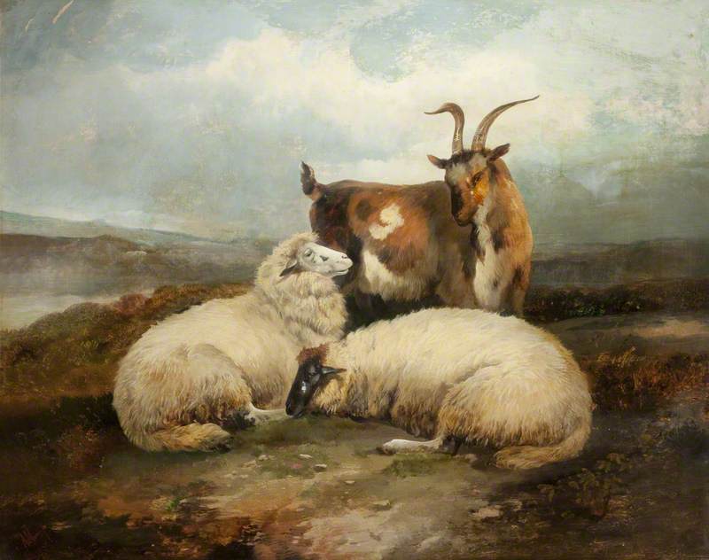 Sheep and Goat