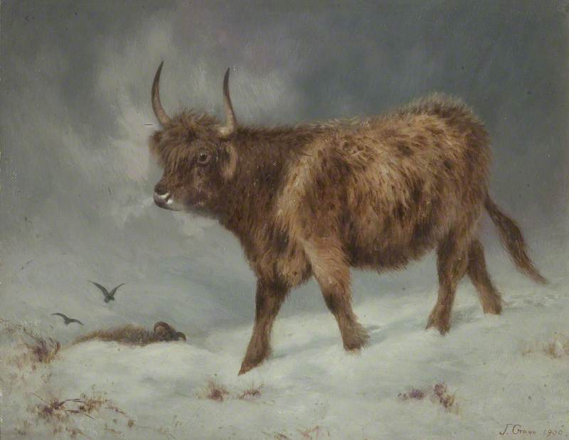 Highland Cow in the Snow