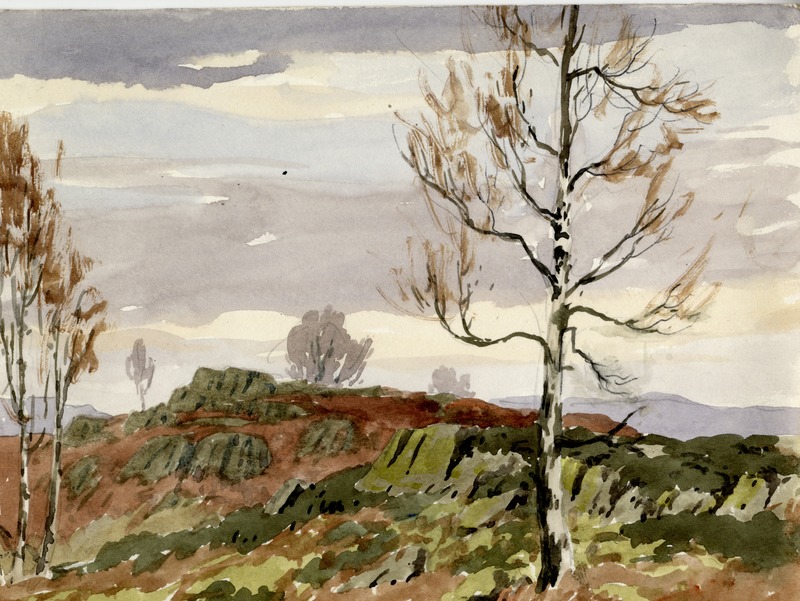 Birchtrees on Bracken