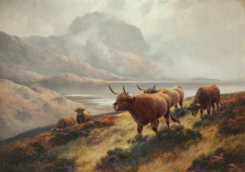 Highland Cattle above Loch Maree
