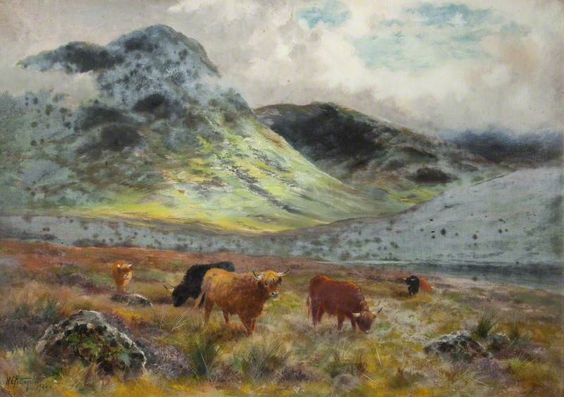 Highland Cattle
