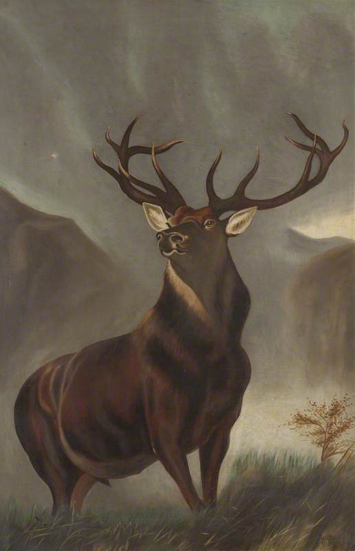 Stag
