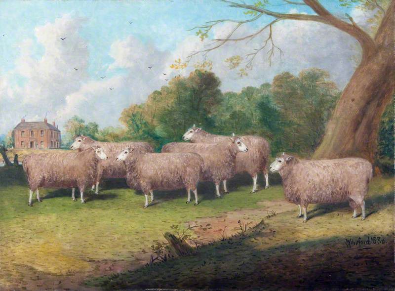 Six Lincolnshire Longwool Sheep