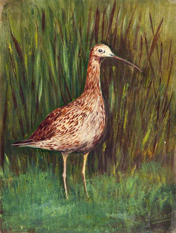 Curlew