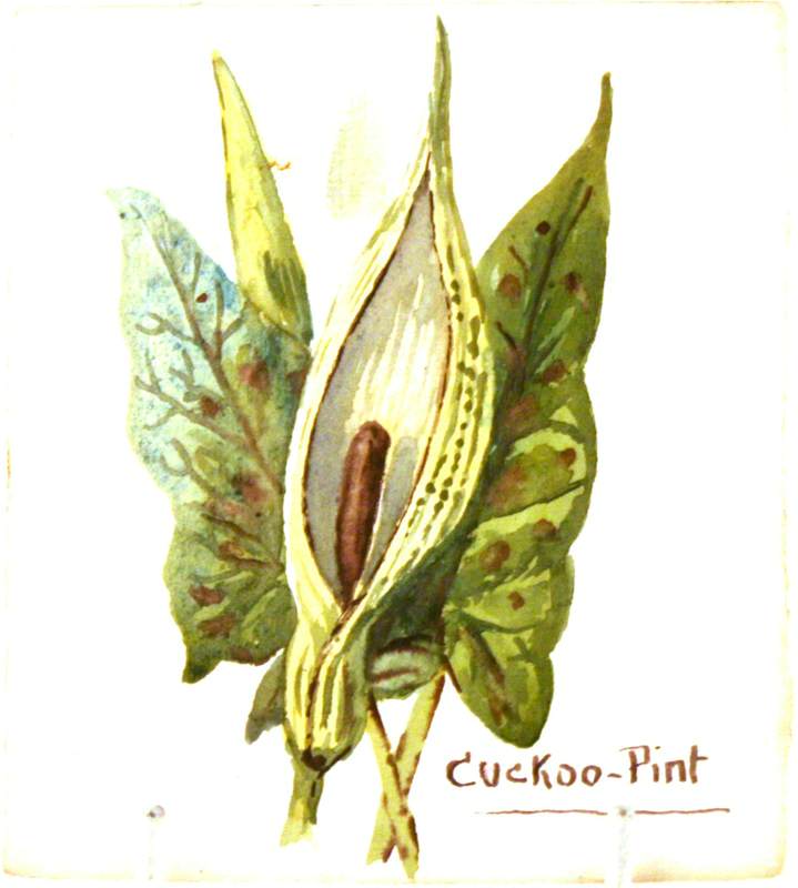 Cuckoo-Pint