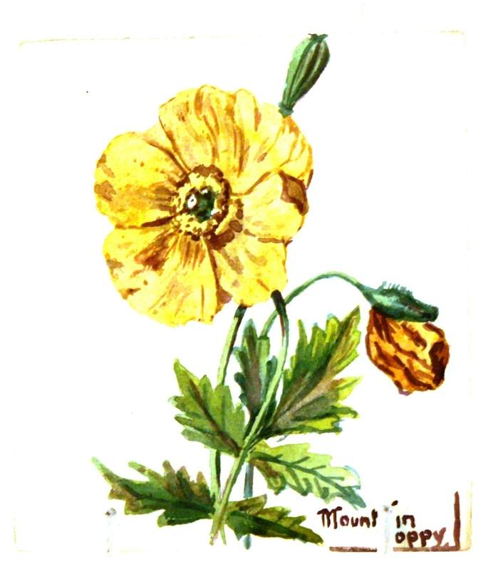 Mountain Poppy