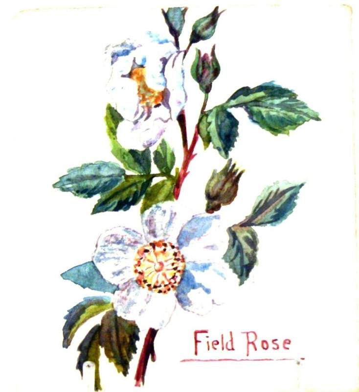 Field Rose