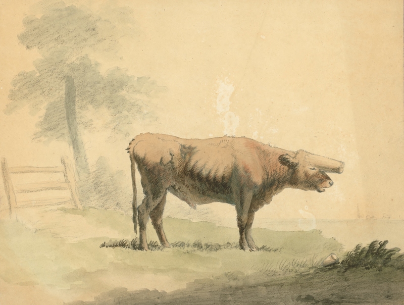 Ox (grotesque) ii