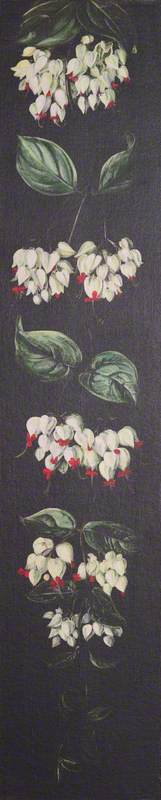White and Red Flowering Plant on a Black Background*