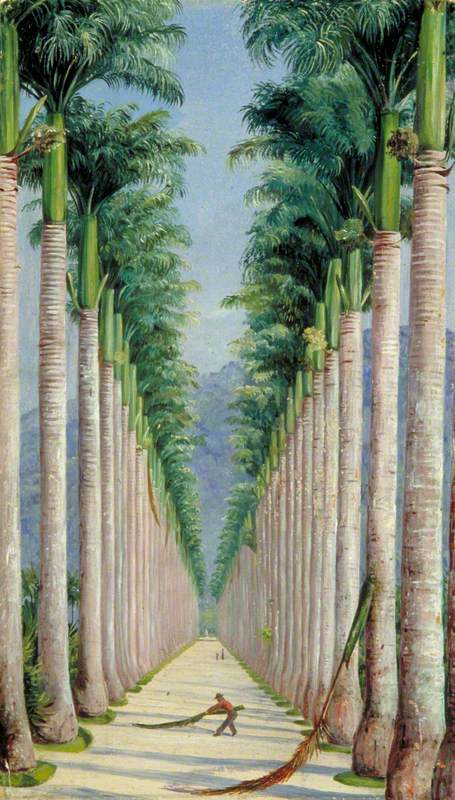 Avenue of Royal Palms at Botafogo, Brazil