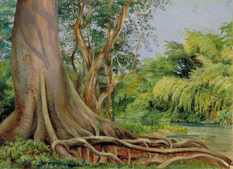 Snake Tree and Bamboos on Spanish River, Jamaica