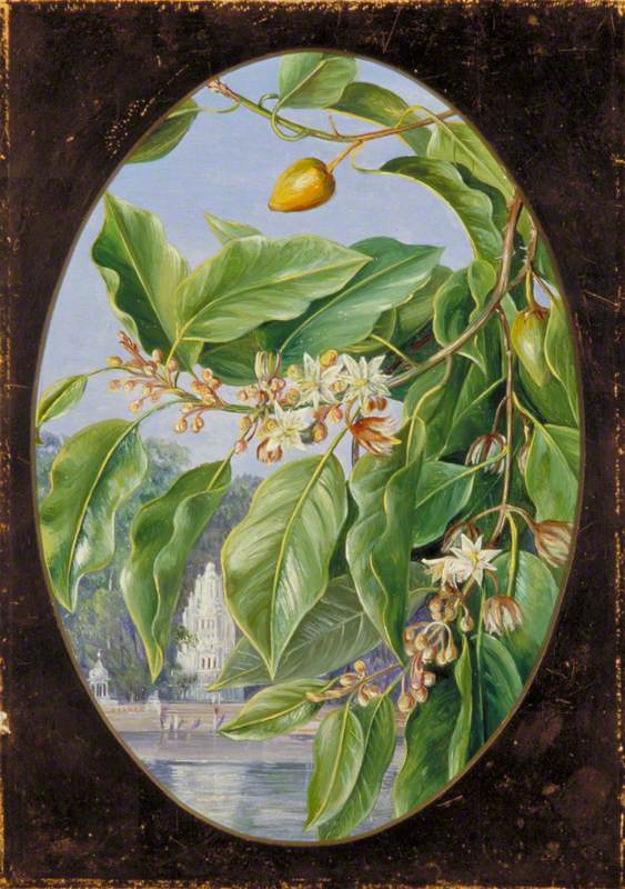 Foliage, Flowers and Fruit of a Tree Sacred to Krishna