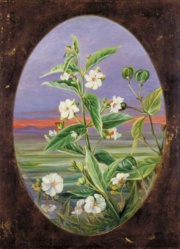 The Night Jessamine
