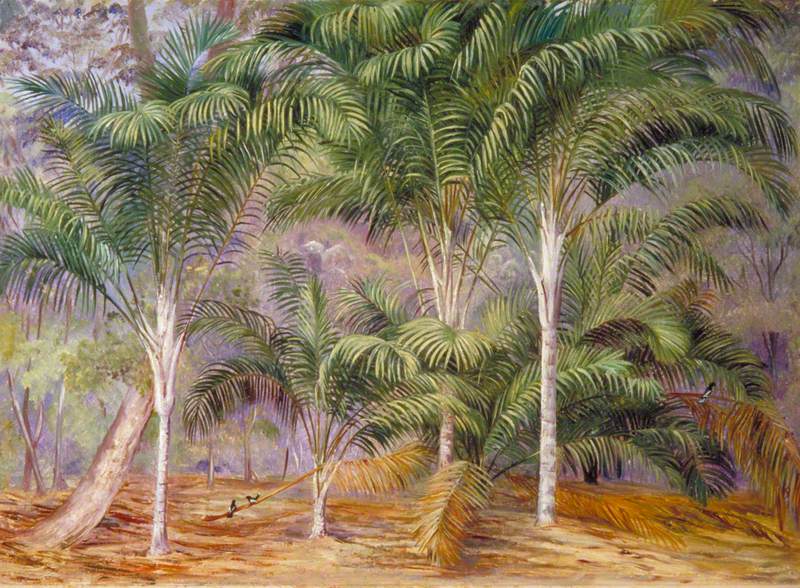 A Group of Palms in Mahé, Seychelles
