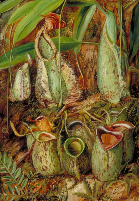 Other Species of Pitcher Plants from Sarawak, Borneo