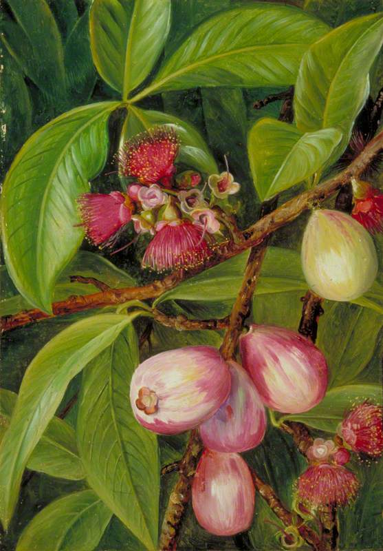 Foliage, Fruit and Flowers of a Rose-Apple, Java