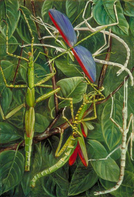 Leaf-Insects and Stick-Insects
