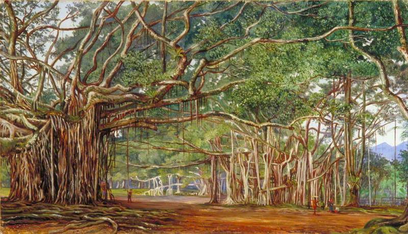 Old Banyan Trees at Buitenzorg, Java
