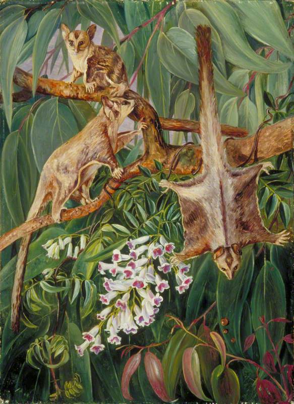 Foliage of a Gum Tree and Flowers of Tecoma with Flying Opossums