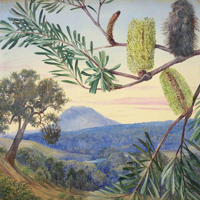 Banksia of Tasmania