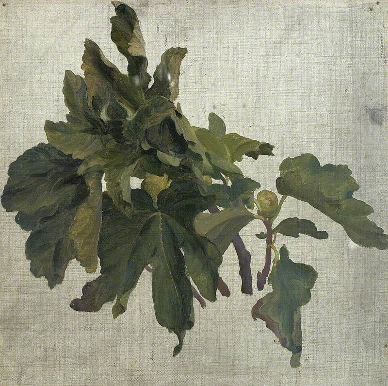 Study of Oak Leaves