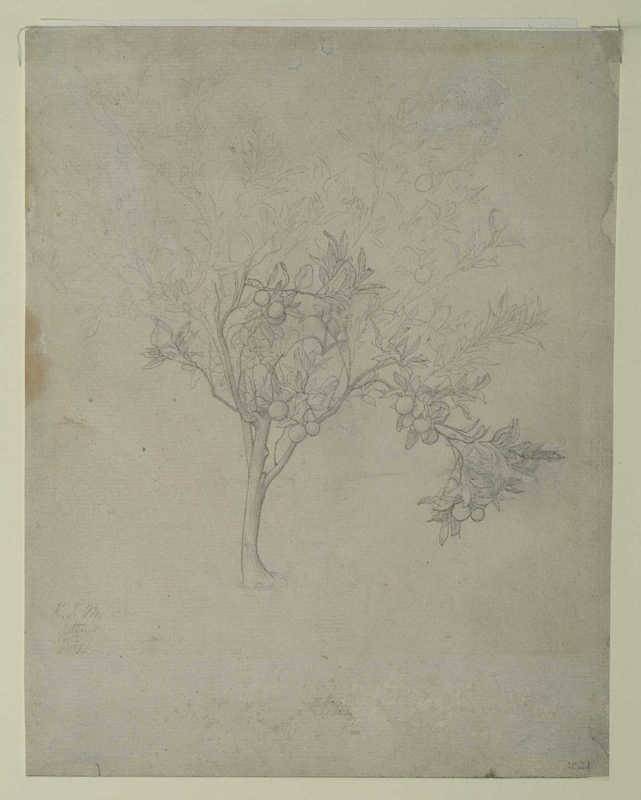 Study of an Orange Tree