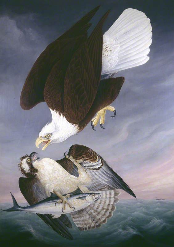 Hawk Attacked by an Eagle