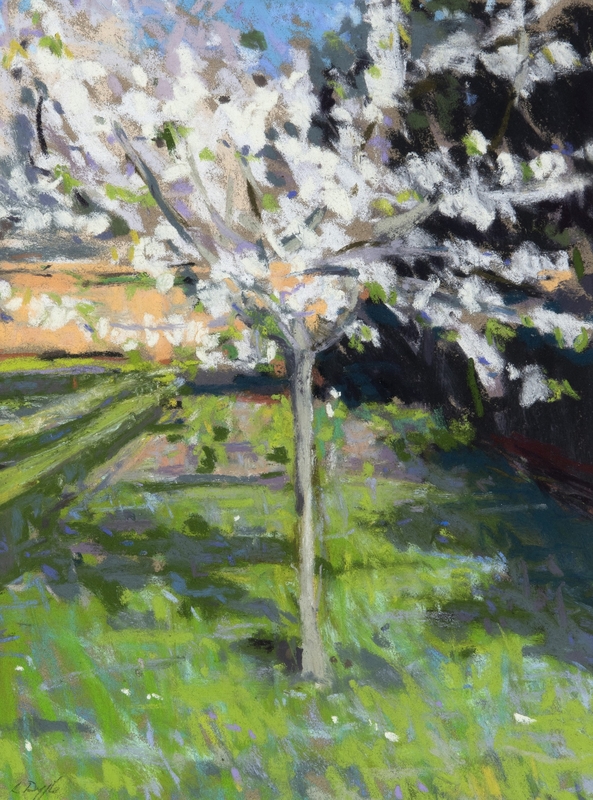 Cherry Blossom
