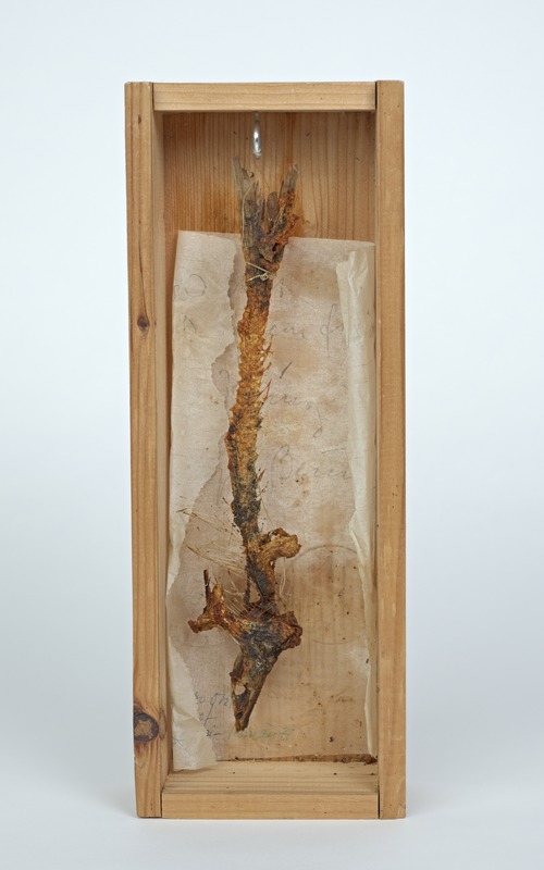 Friday Object, 1st Class Fried Fish Bones (Herring)
