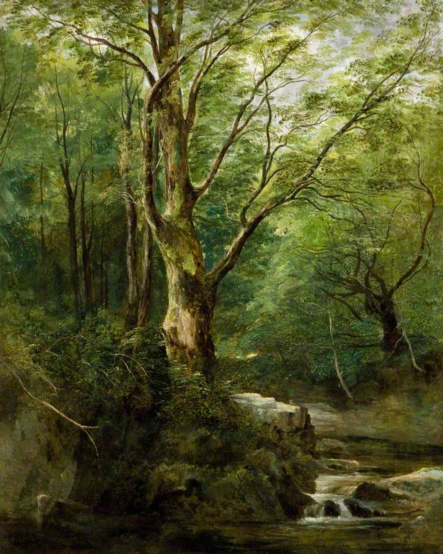 The Old Tree in the Glen – June