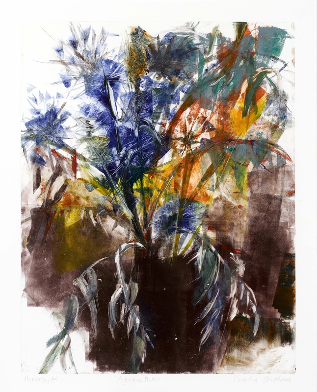 Agapanthus